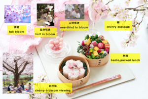 お花見を英語で説明できるようになるためのフレーズ 例文を完全網羅 子育てパパの情報発信ブログ お花見を英語で説明できるようになるためのフレーズ 例文を完全網羅 子育てパパの情報発信ブログ